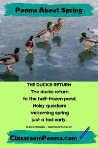 Enjoy these spring poems for kids about the birds, the wind, the sky, the kites...everything wonderful about spring.