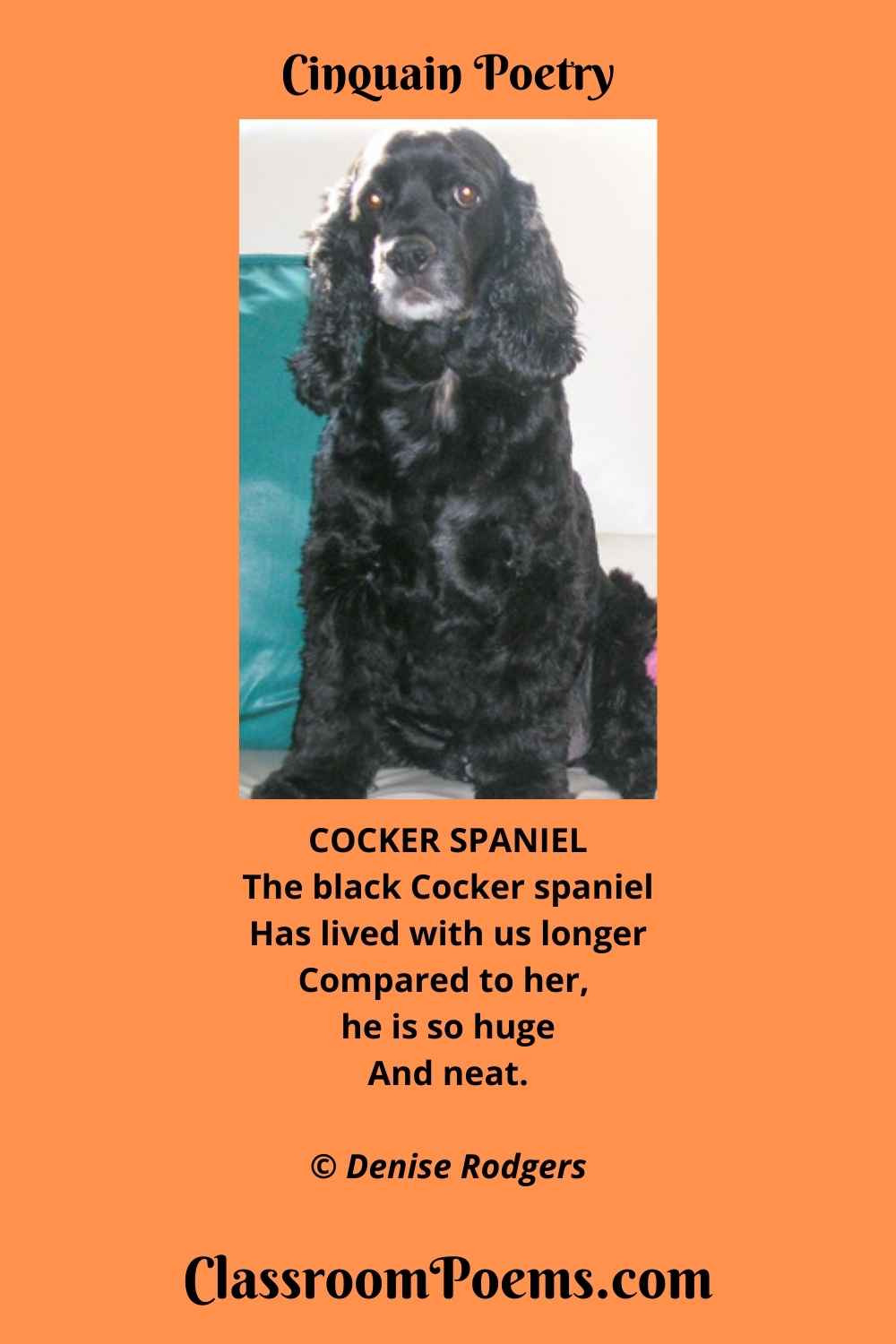 COCKER SPANIEL Cinquain Poem by the Poetry Lady Denise Rodgers on ClassroomPoems.com.
