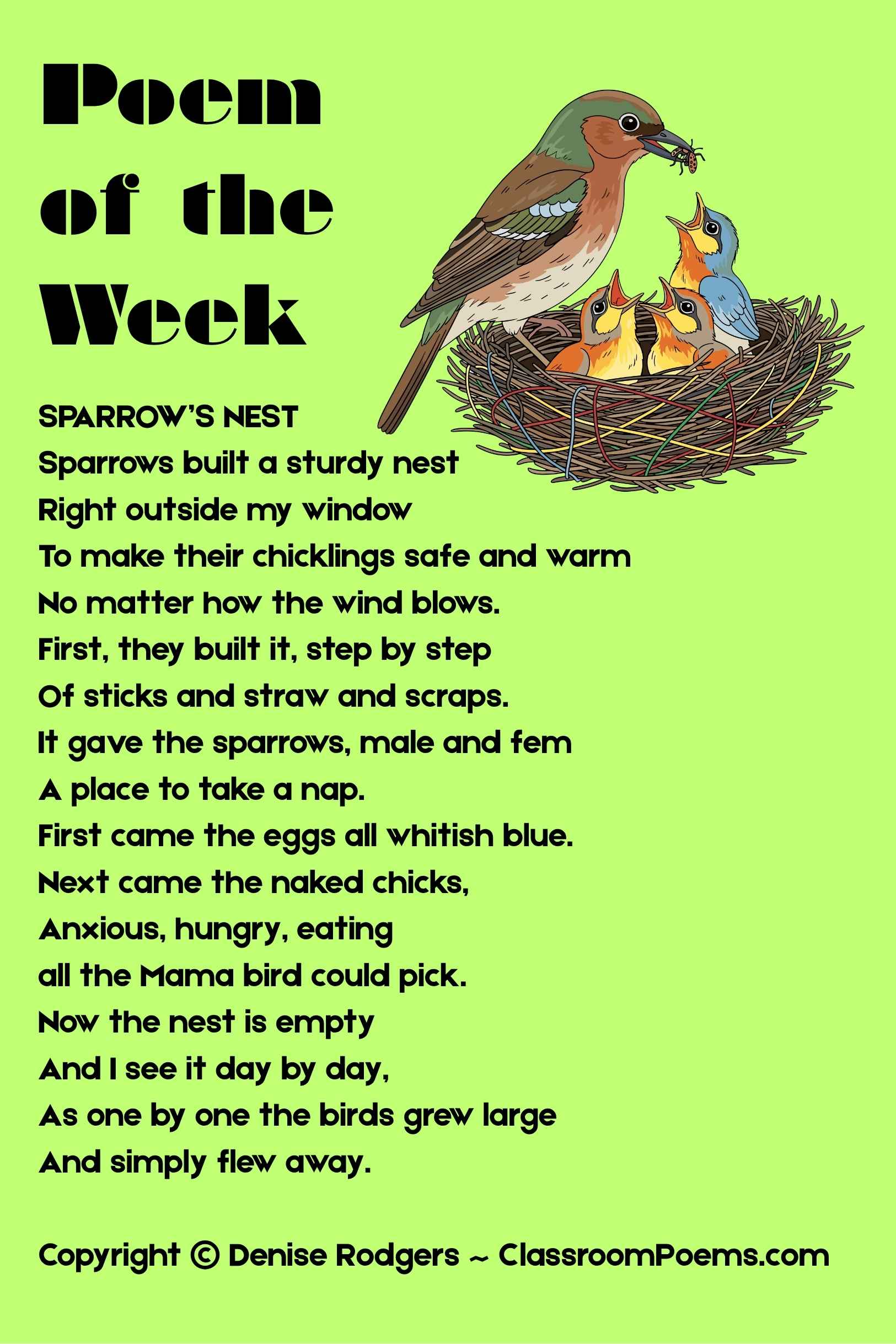 SPARROW'S NEST, a poem of the week about birds by Denise Rodgers on ClassroomPoems.com.