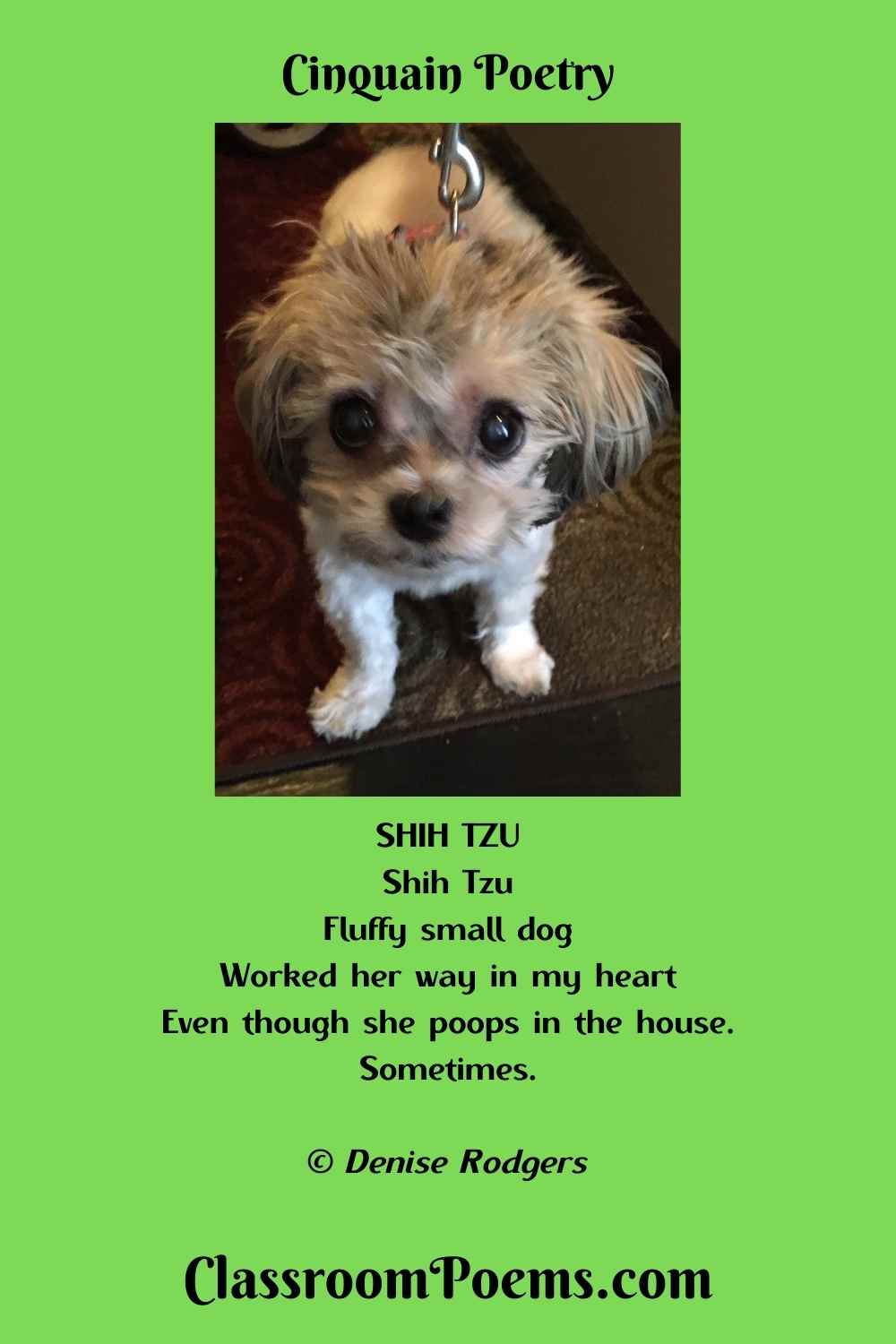Shih Tzu Cinquain Poem by the Poetry Lady Denise Rodgers on ClassroomPoems.com.