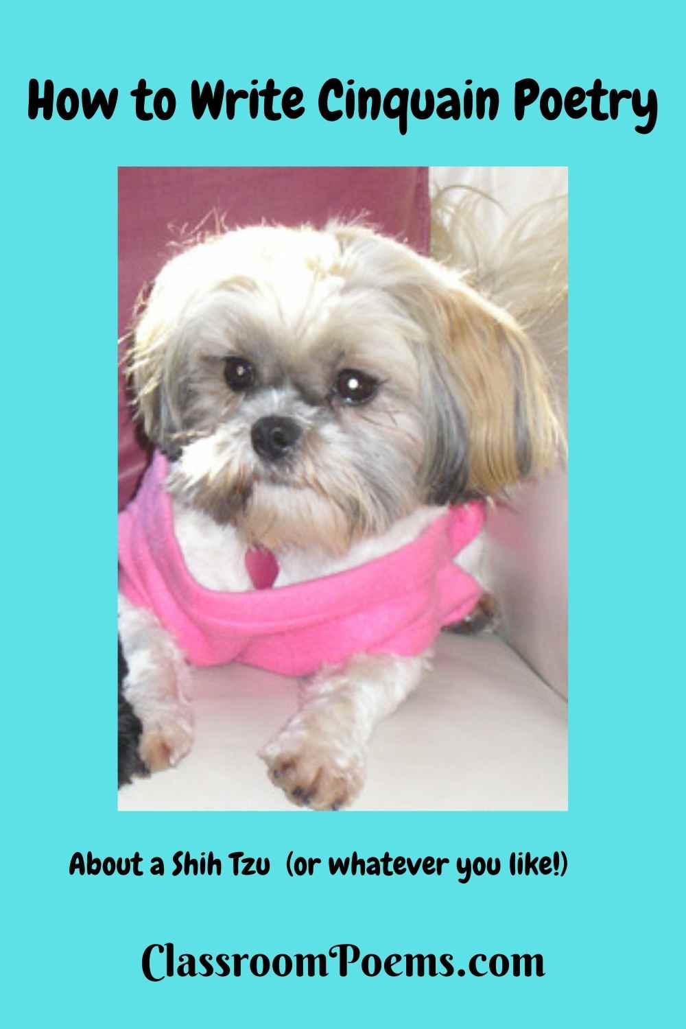 SHIH TZU Cinquain Poem by the Poetry Lady Denise Rodgers on ClassroomPoems.com.