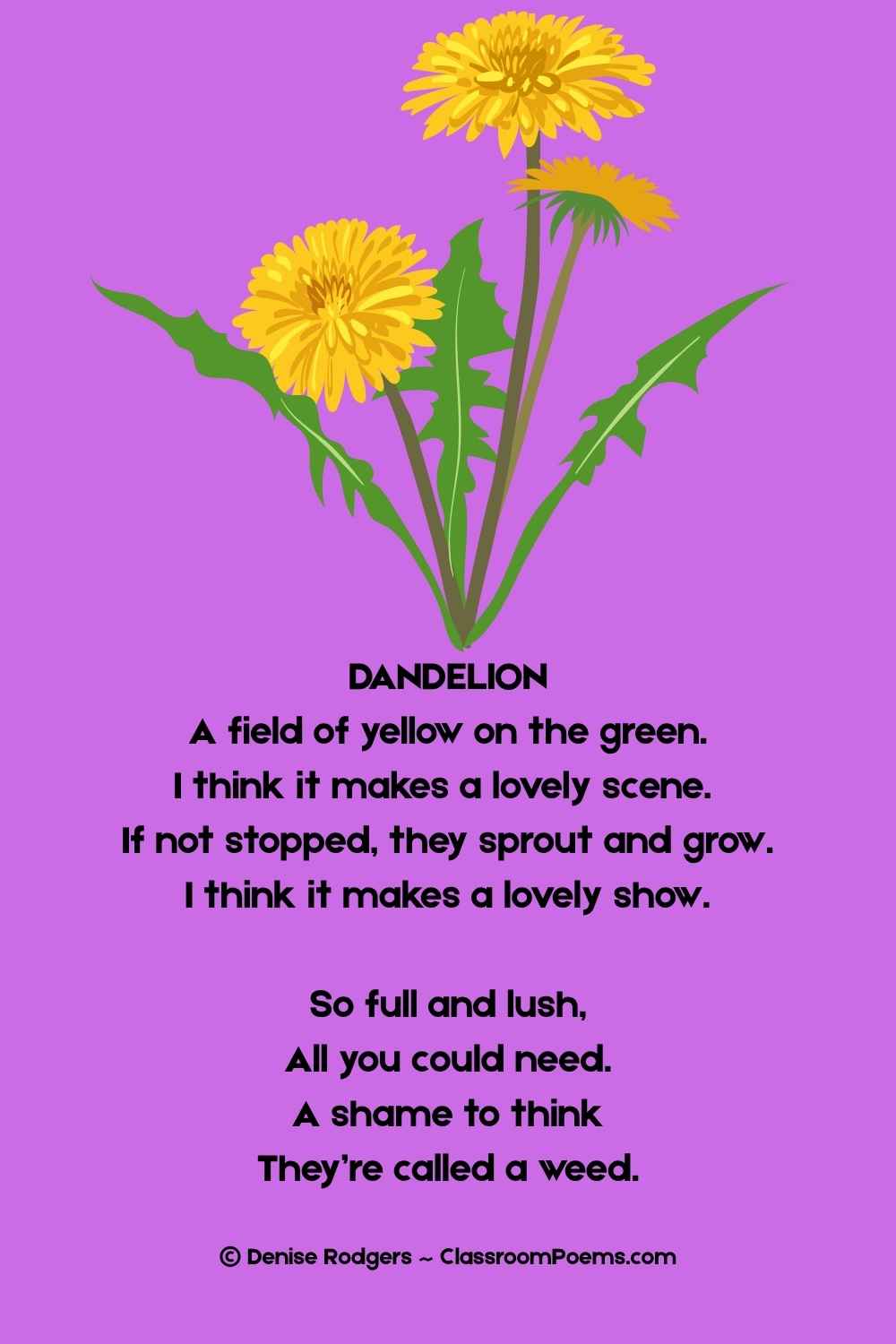 DANDELION, a funny poem for kids by Denise Rodgers on ClassroomPoems.com.