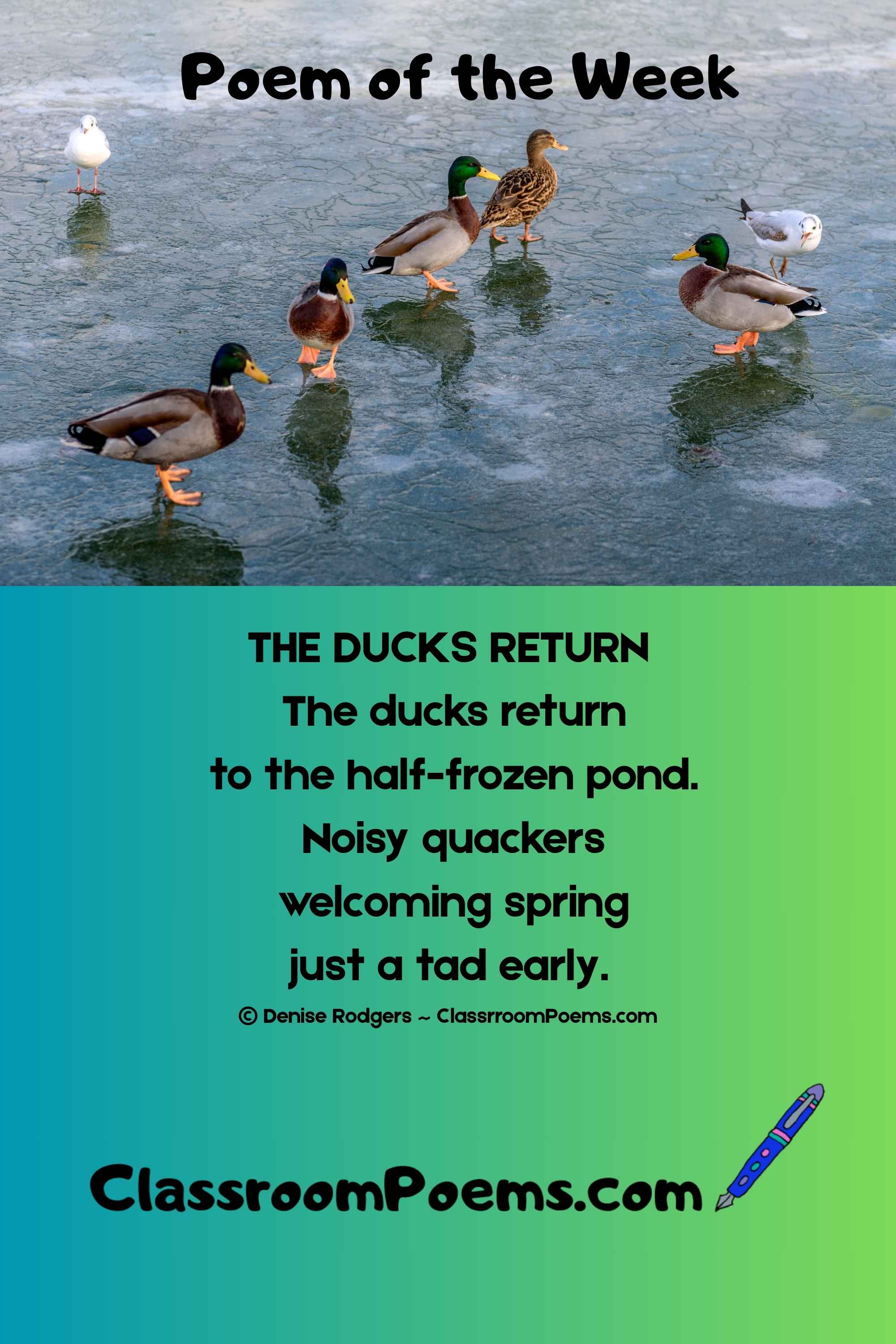 THE DUCKS RETURN, a spring poem of the week for kids by Denise Rodgers on ClassroomPoems.com.